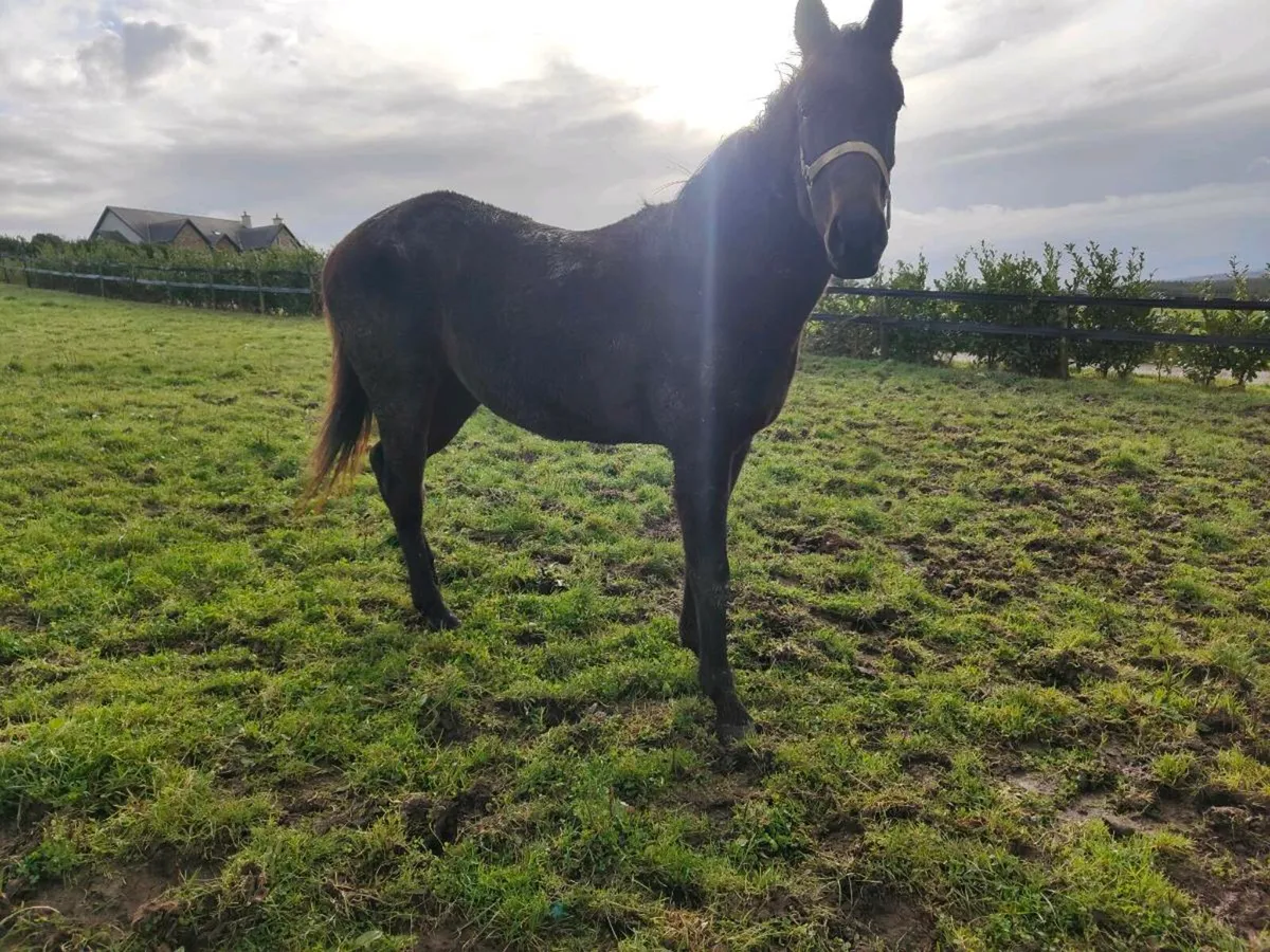 Thoroughbred fillies - Image 4