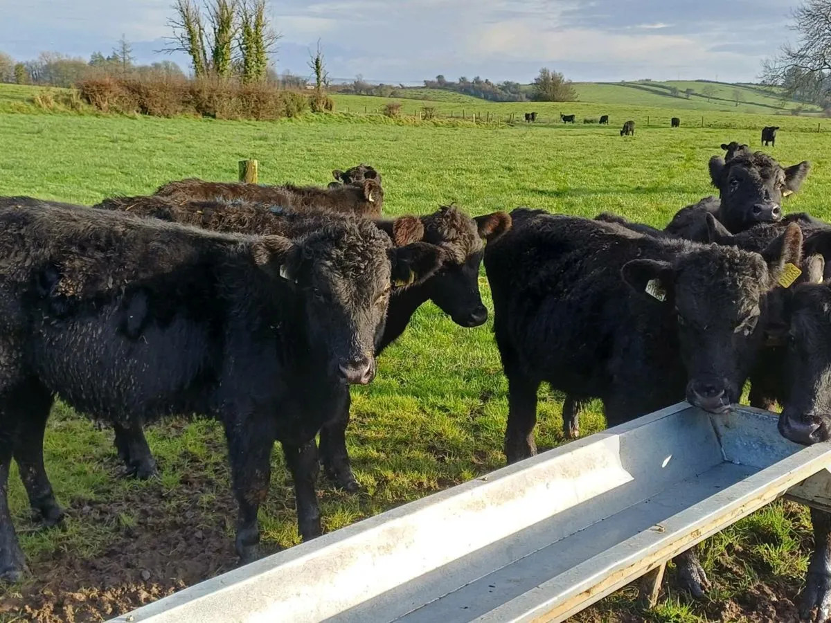 Angus weanlings  for sale. - Image 1