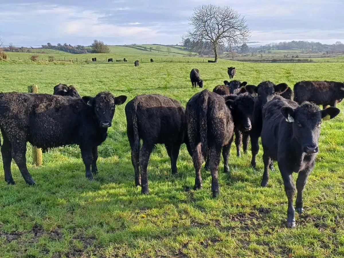 Angus weanlings  for sale. - Image 2