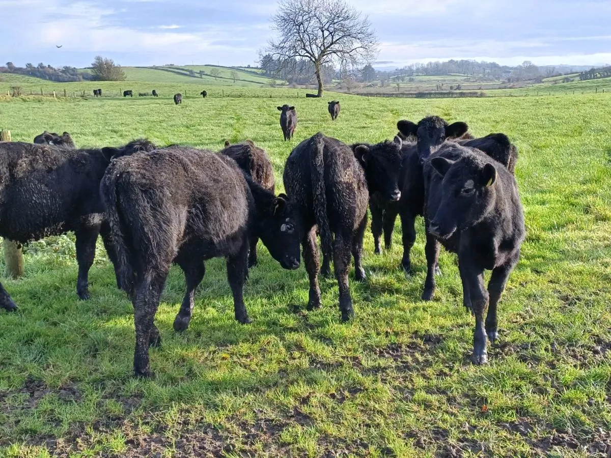 Angus weanlings  for sale. - Image 3