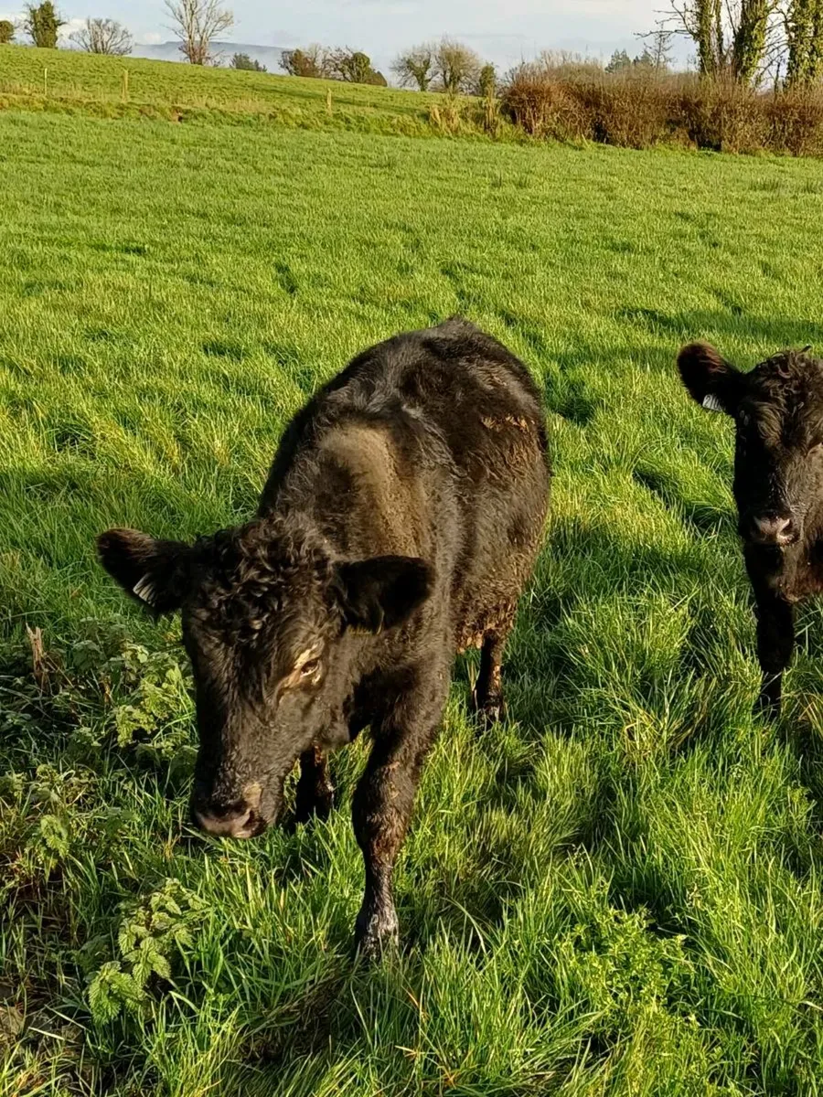 Angus weanlings  for sale. - Image 4