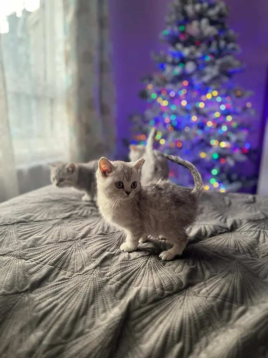 British shorthair - Image 2