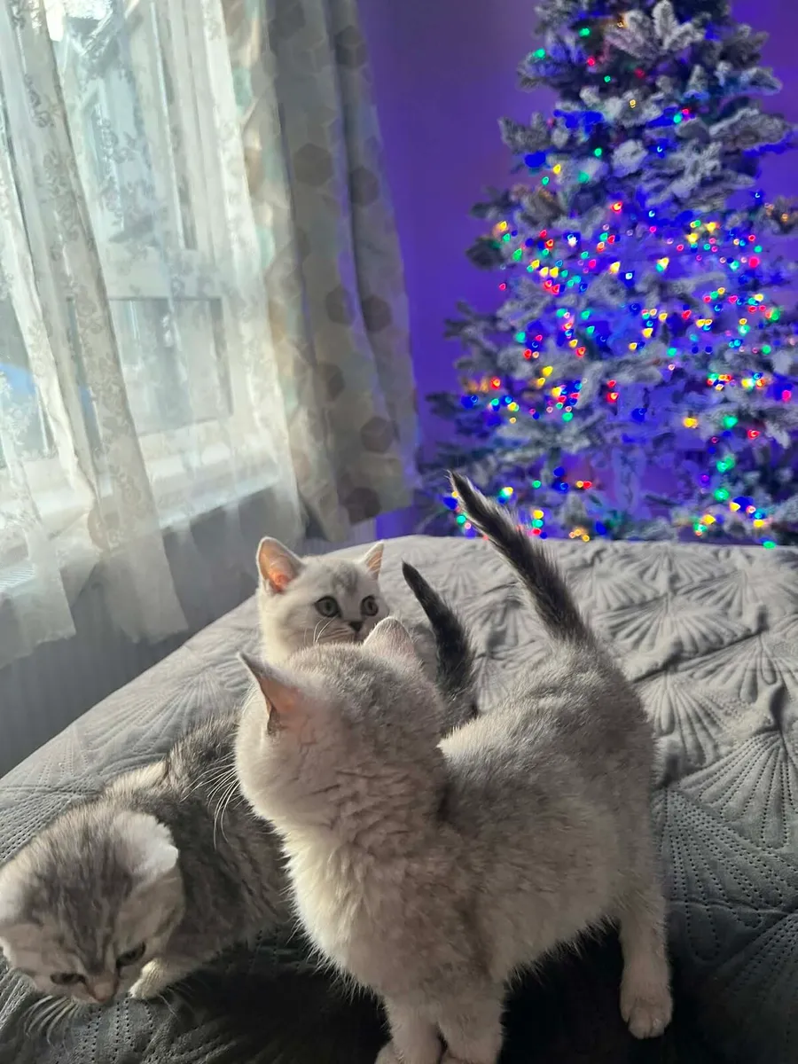 British shorthair - Image 3