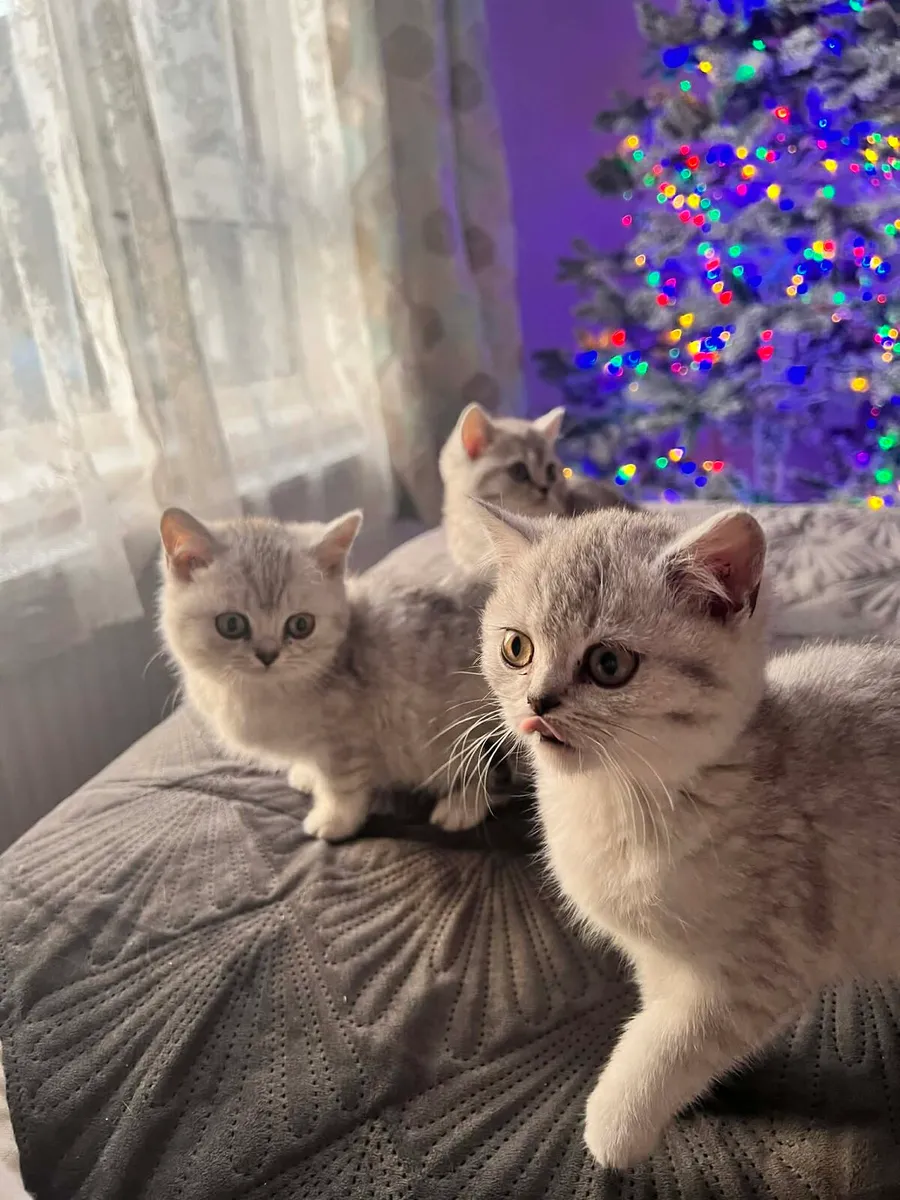 British shorthair - Image 4