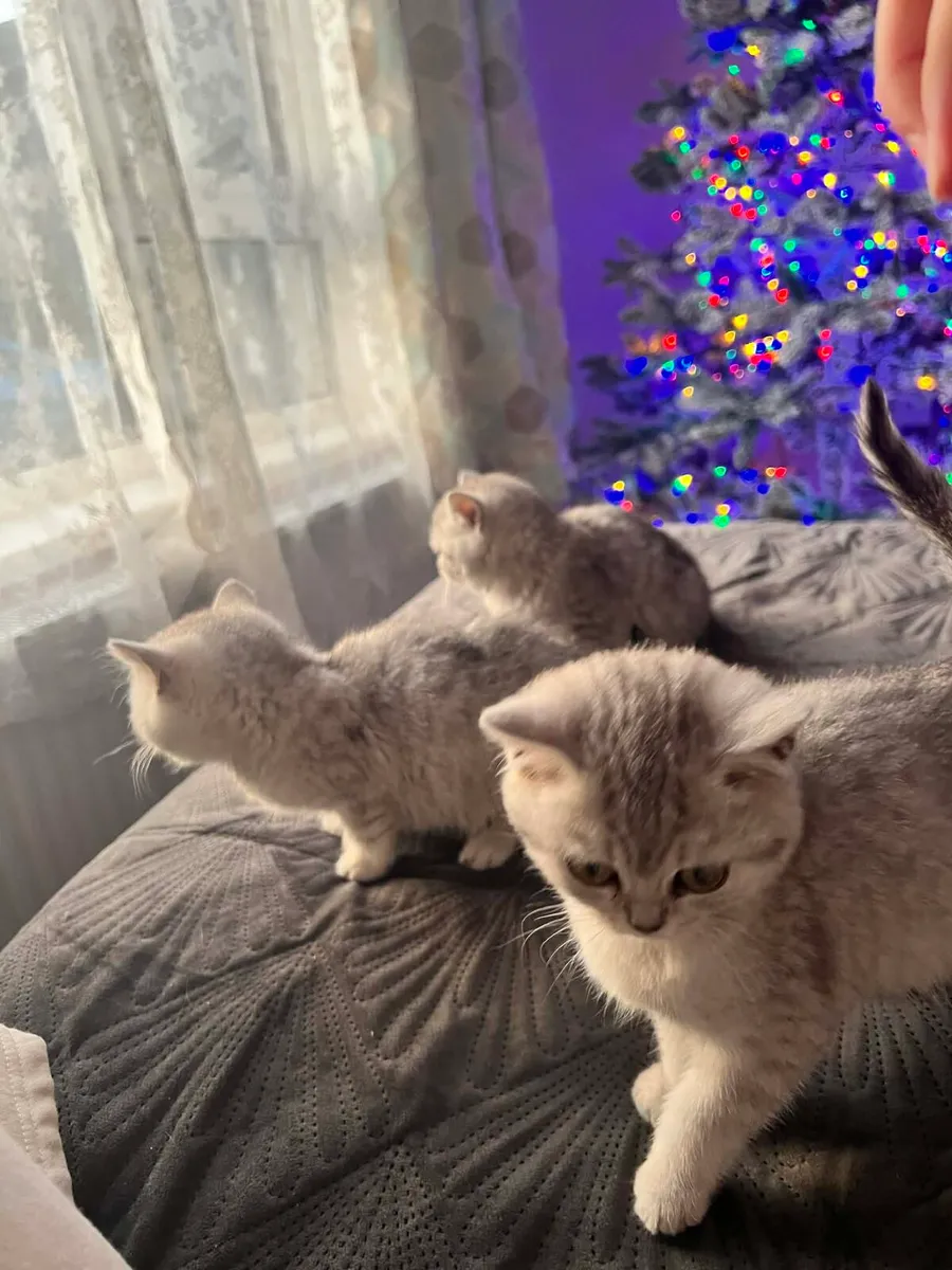 British shorthair - Image 1