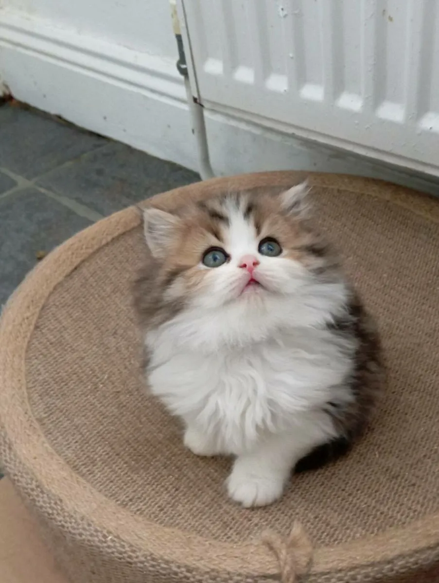 British longhair kittens - Image 3