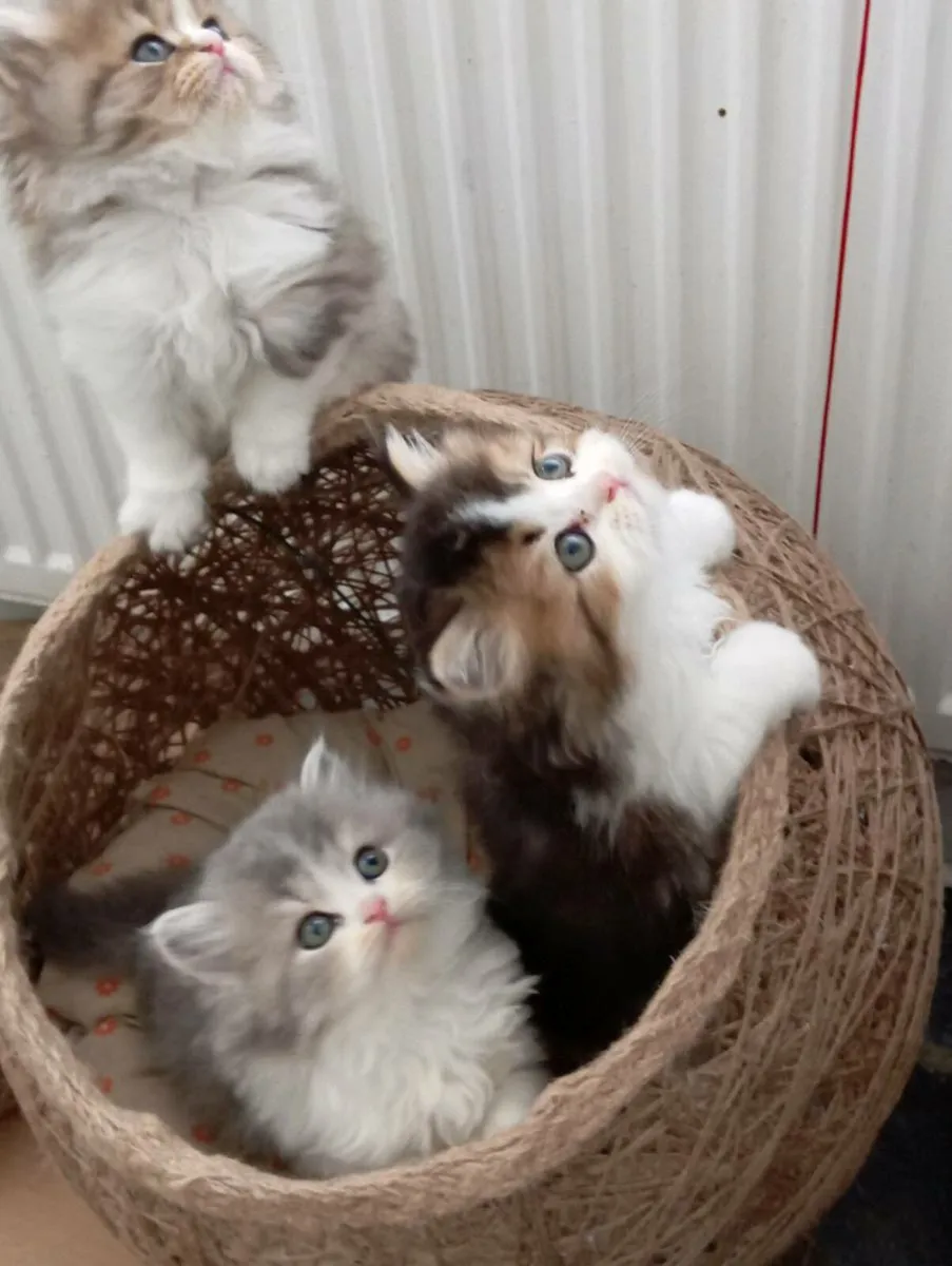 British longhair kittens - Image 1