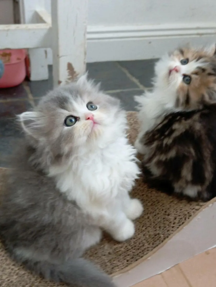 British longhair kittens - Image 4
