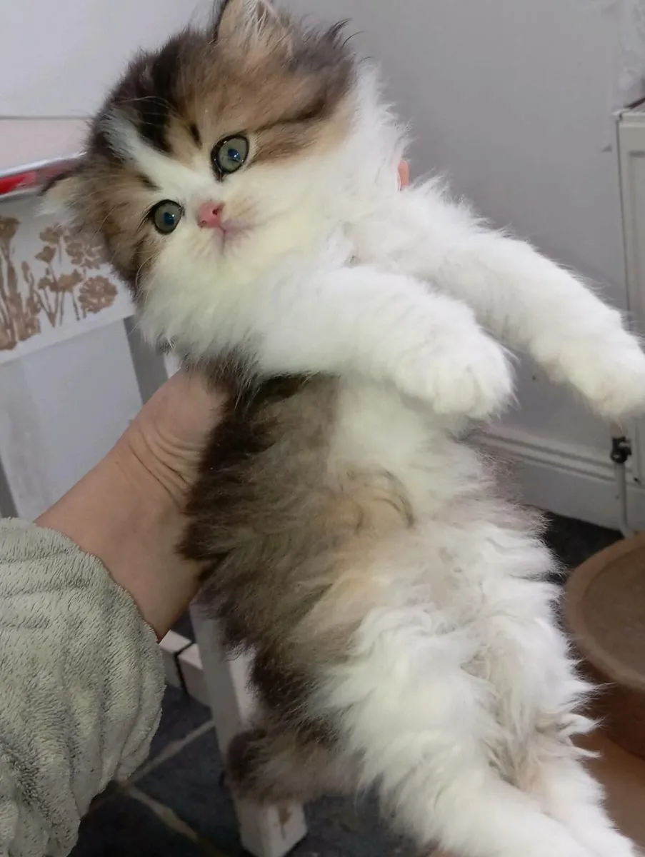 British longhair kittens - Image 2