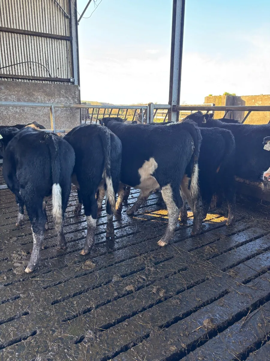 Homebred yearlings/ 14 months heifers and bullocks - Image 1