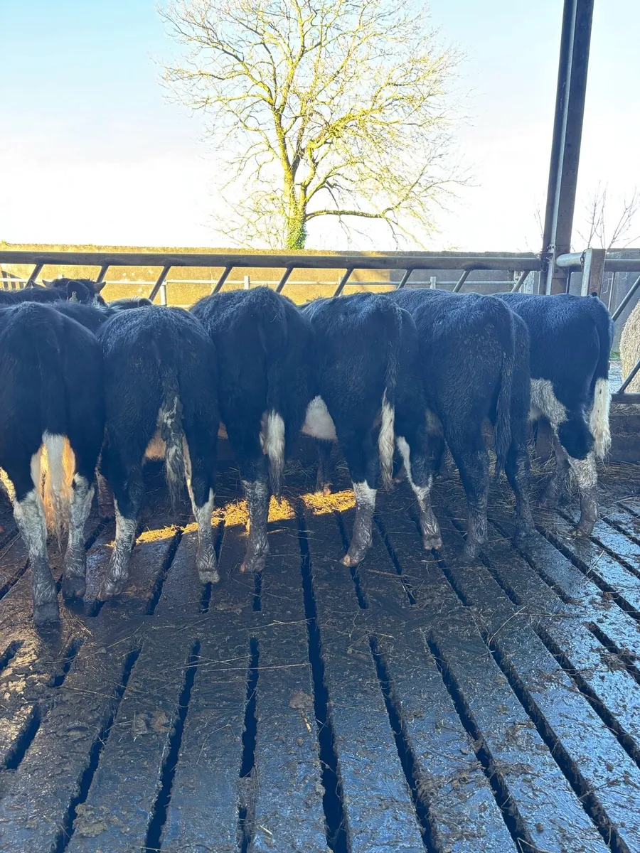Homebred yearlings/ 14 months heifers and bullocks - Image 2