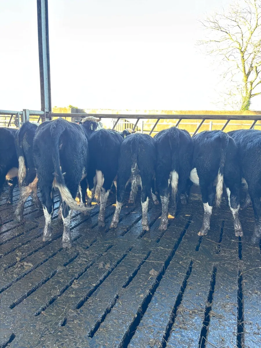 Homebred yearlings/ 14 months heifers and bullocks - Image 3