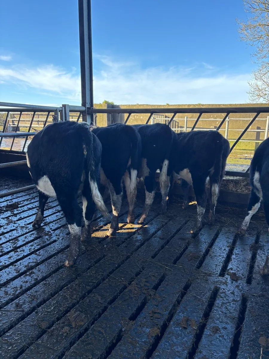 Homebred yearlings/ 14 months heifers and bullocks - Image 4