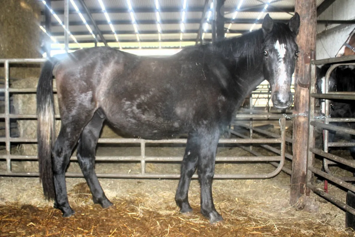 Connemara x Warmblood yearling and two year old. - Image 1
