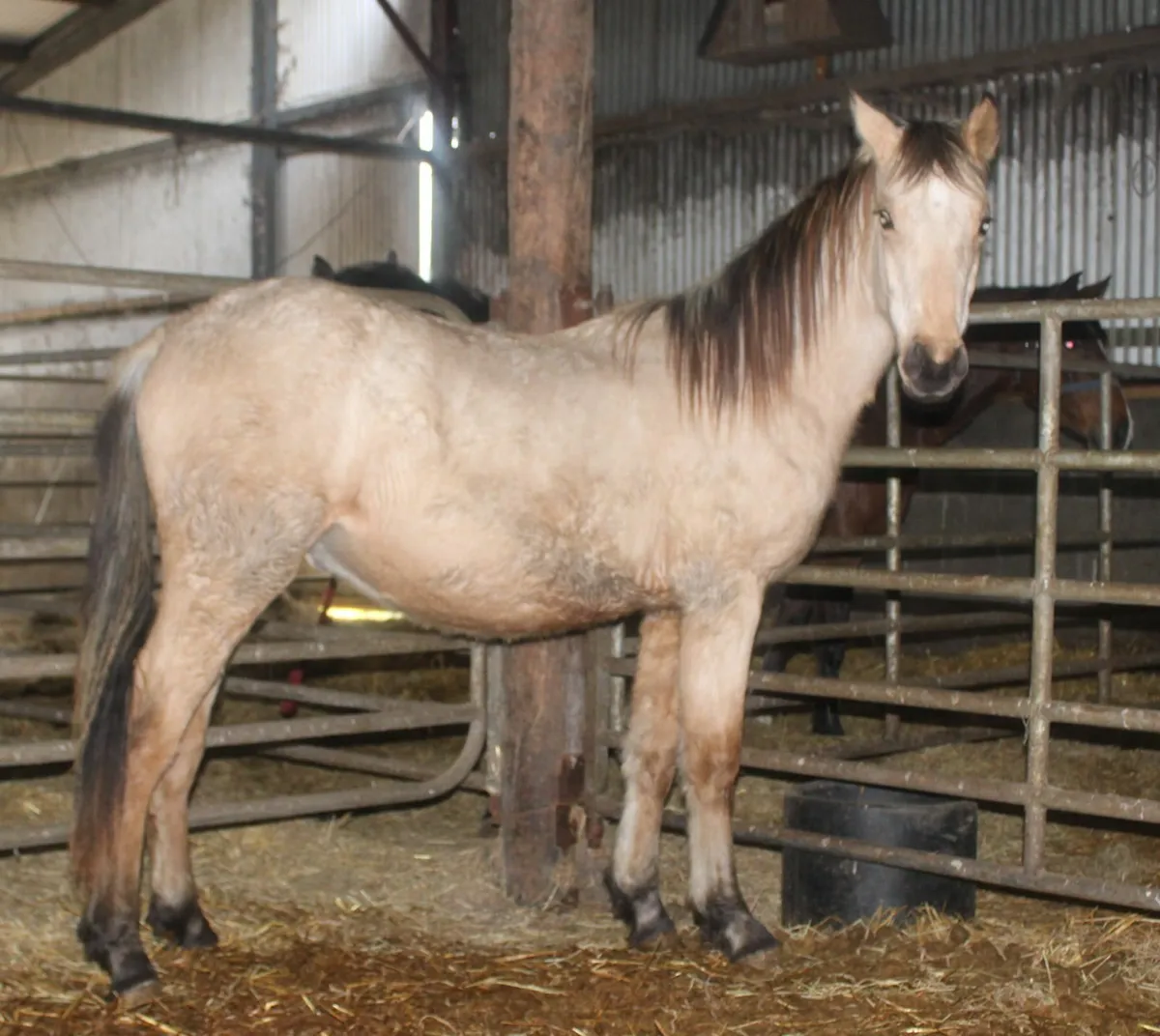 Connemara x Warmblood yearling and two year old. - Image 2