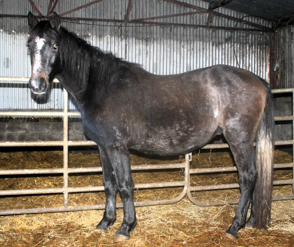 Connemara x Warmblood yearling and two year old. - Image 3