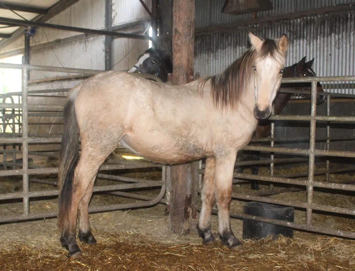 Connemara x Warmblood yearling and two year old. - Image 4