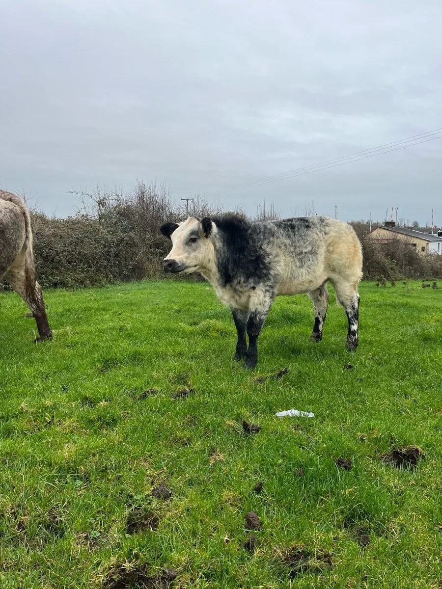 Show Heifers - Image 2