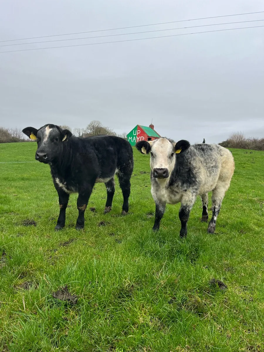 Show Heifers - Image 1