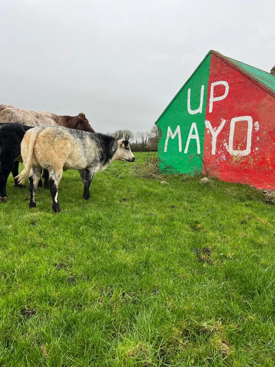 Show Heifers - Image 3