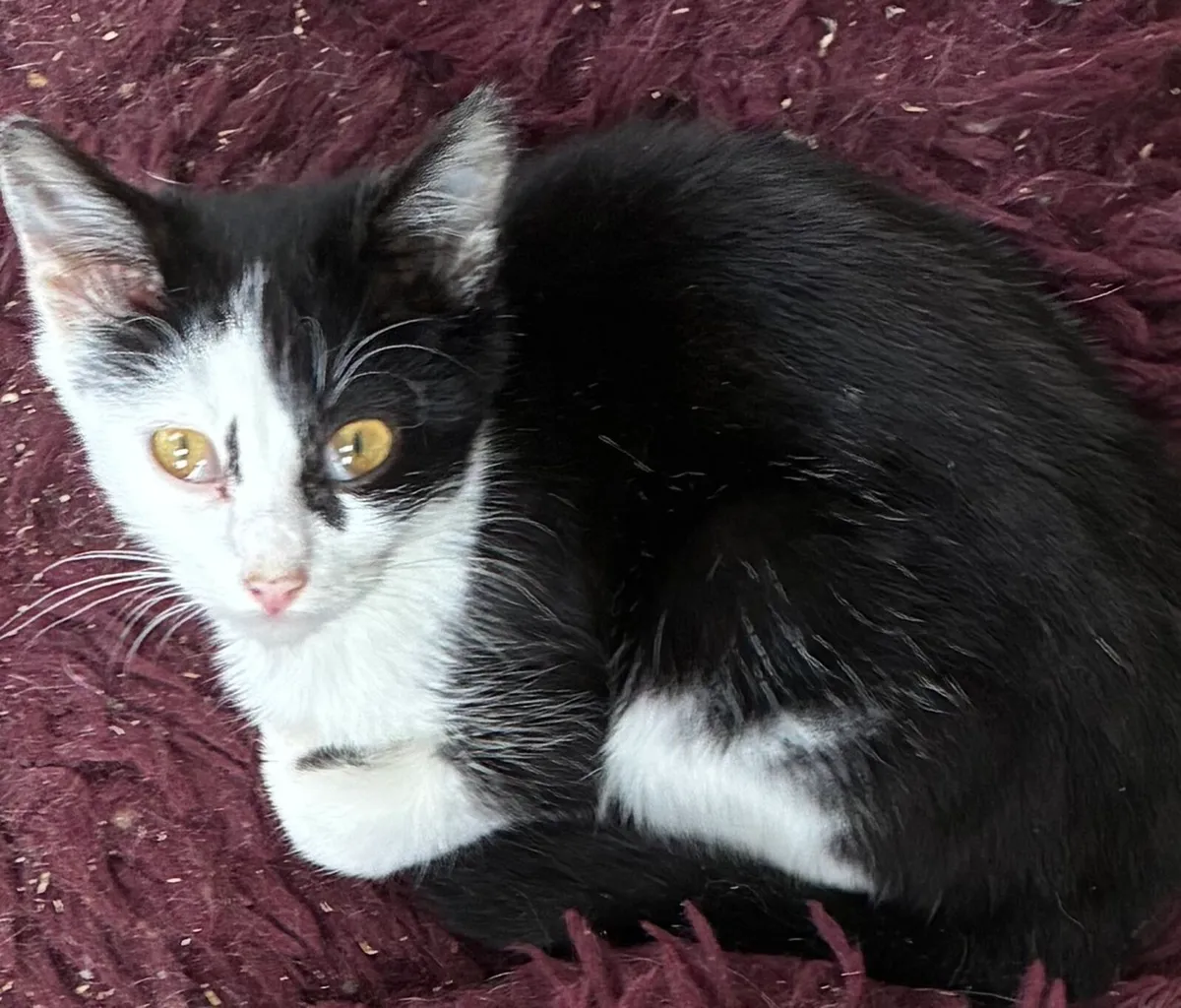 Catstrust adoption and protection. Rescued . - Image 2