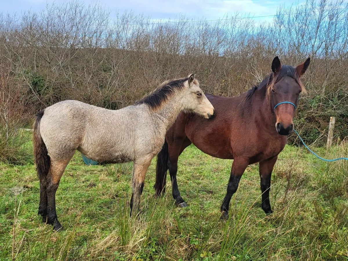 Golden Dun Filly Foal - Image 1