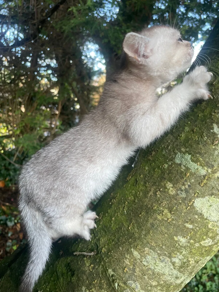 Burmilla kittens🎈🎈 - Image 2