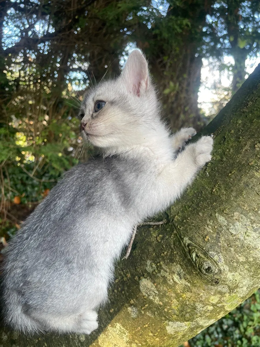 Burmilla kittens🎈🎈 - Image 4