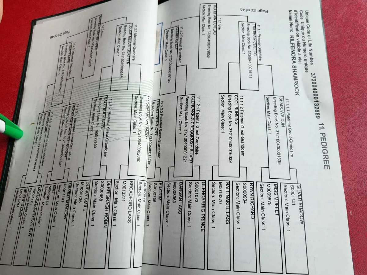 Golden Dun Filly Foal - Image 2