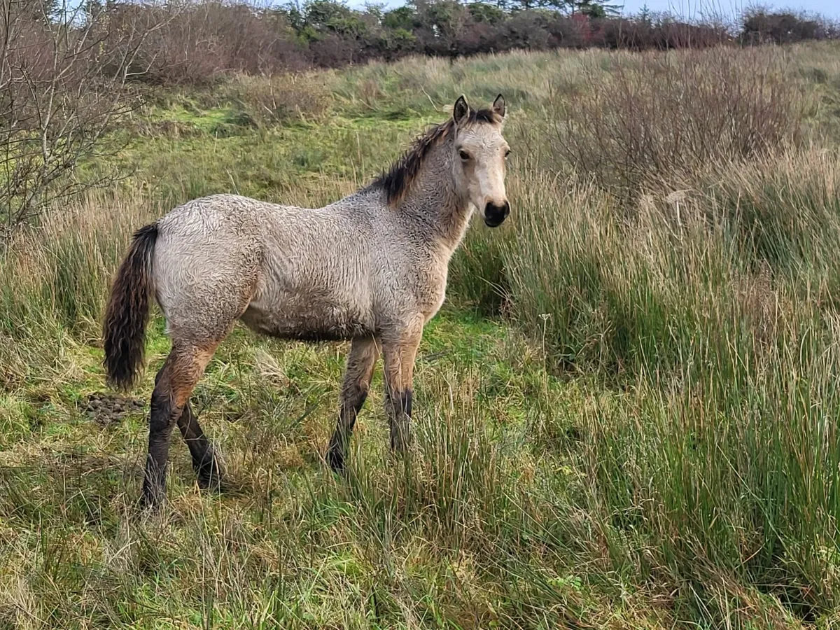 Golden Dun Filly Foal - Image 3