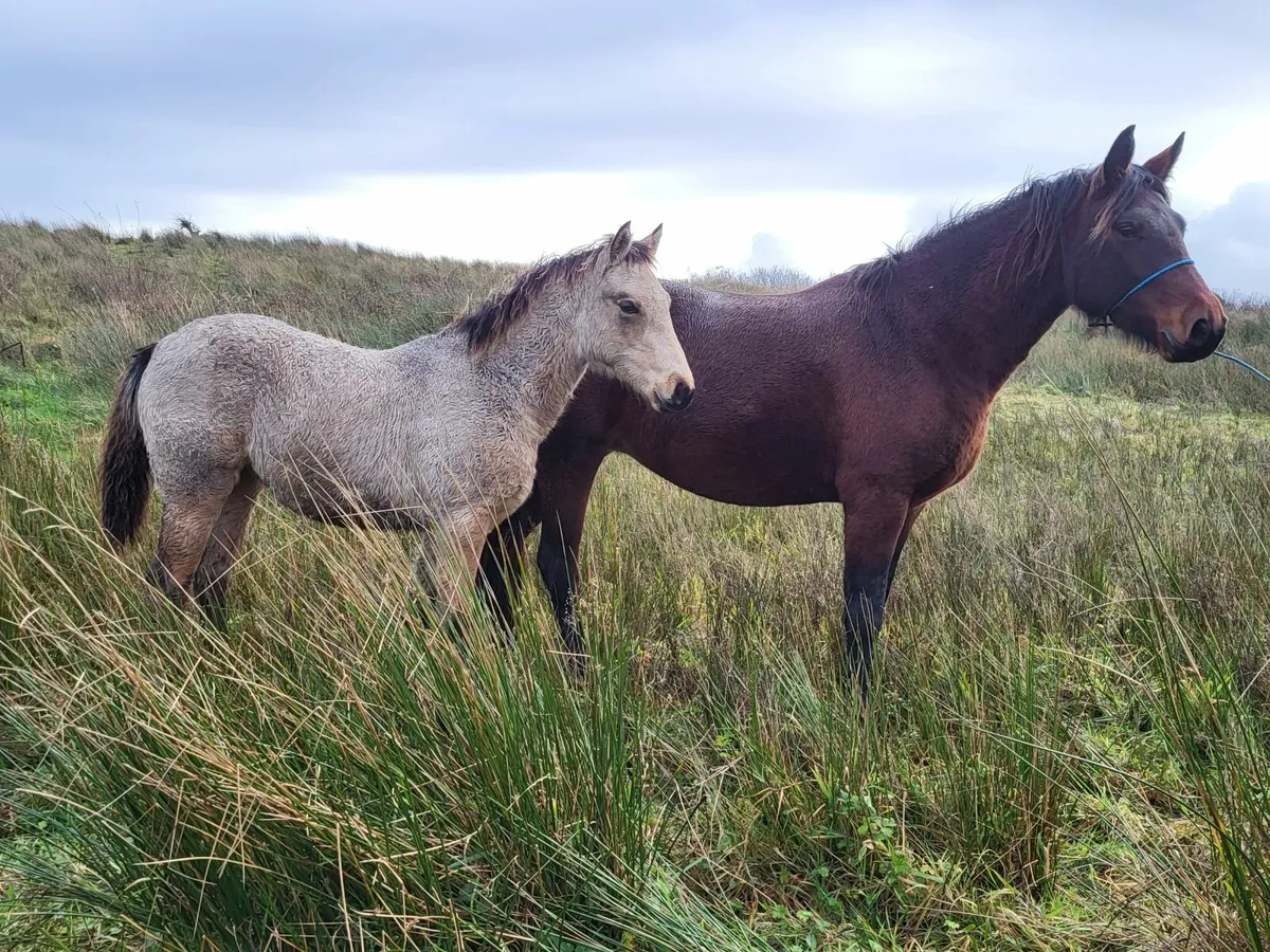 Golden Dun Filly Foal - Image 4