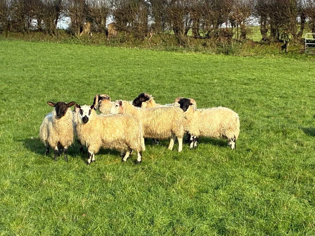 Full symbol organic store ram lambs - Image 1
