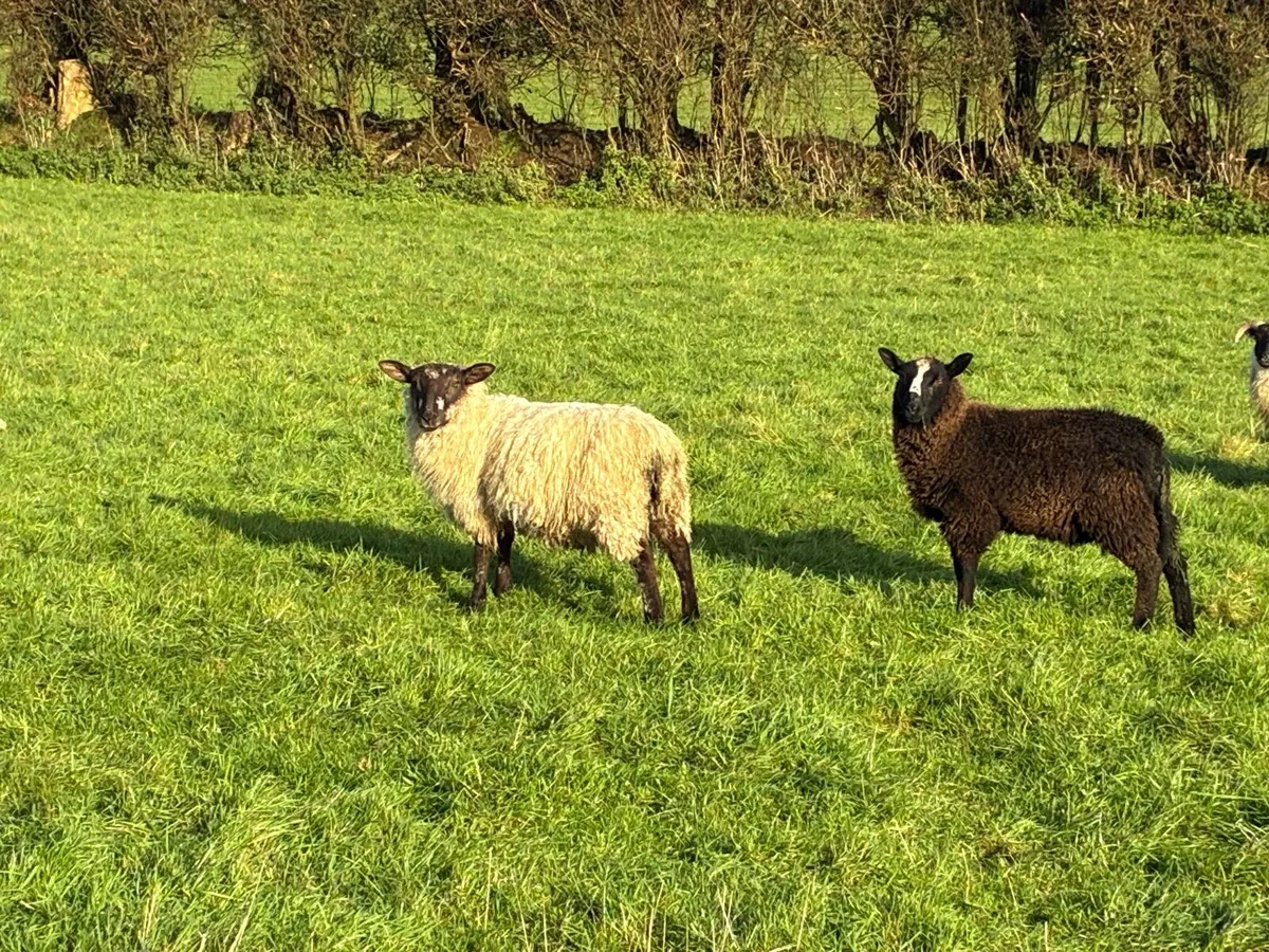 Full symbol organic store ram lambs - Image 2