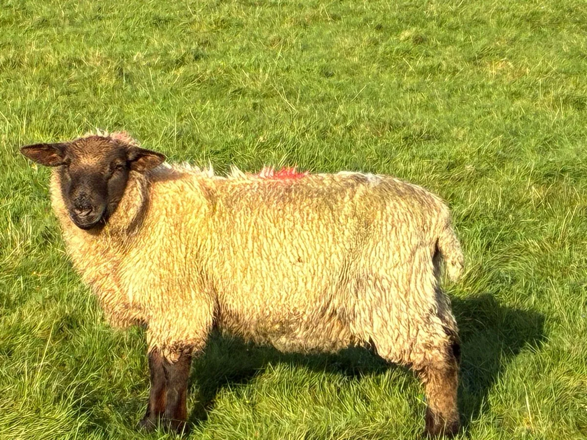 Full symbol organic store ram lambs - Image 3