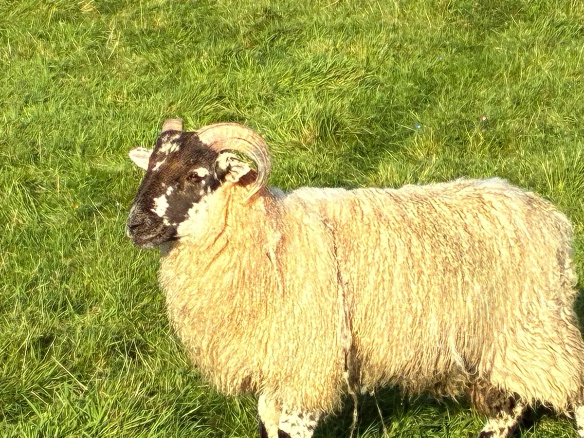 Full symbol organic store ram lambs - Image 4