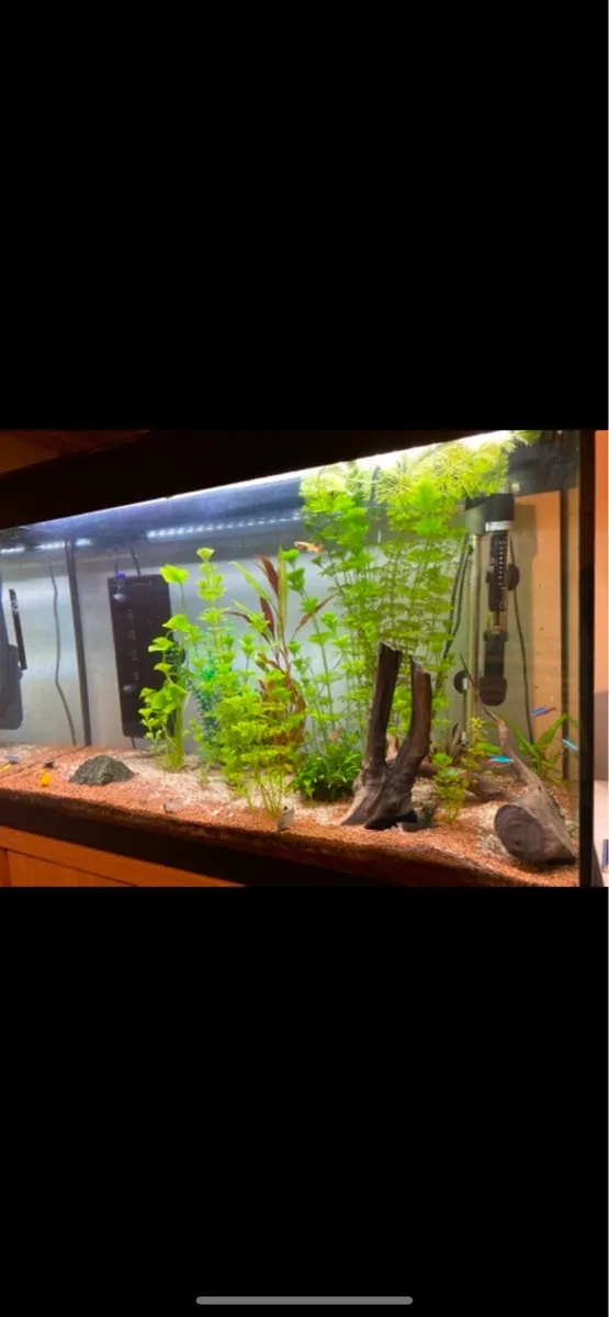 Fluval 123 Litre Fish Tank + Cabinet - Image 3