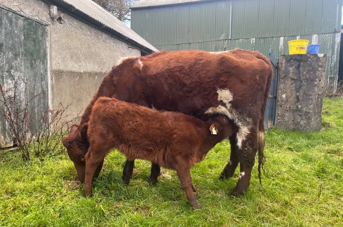 Shorthorn and AAX heifers with calves at foot - Image 2
