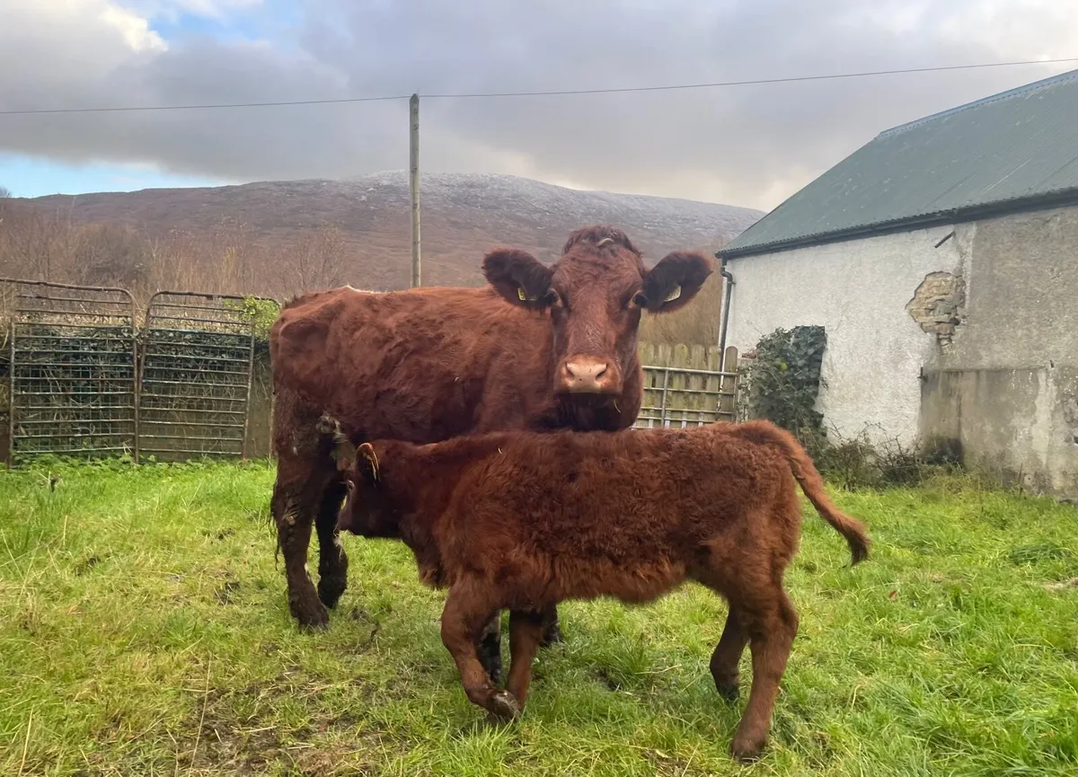 Shorthorn and AAX heifers with calves at foot - Image 1