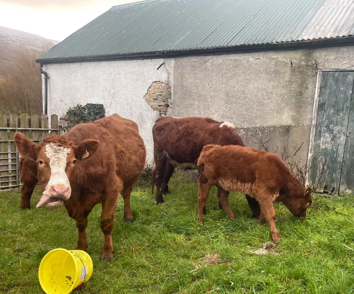 Shorthorn and AAX heifers with calves at foot - Image 3