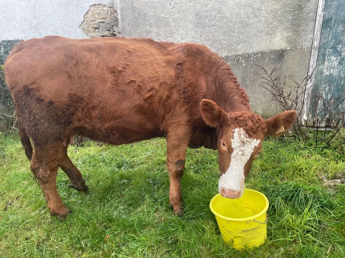 Shorthorn and AAX heifers with calves at foot - Image 4
