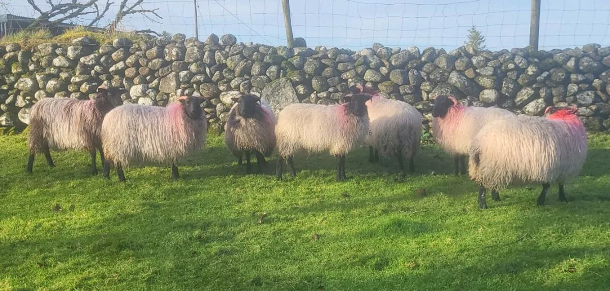 Mayo Mountain Ewe Lambs - Image 2