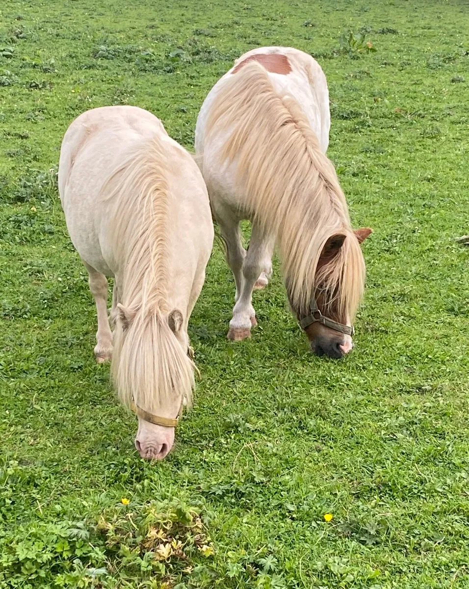 SELECTION OF PONIES, 4yo & UPWARDS - Image 3