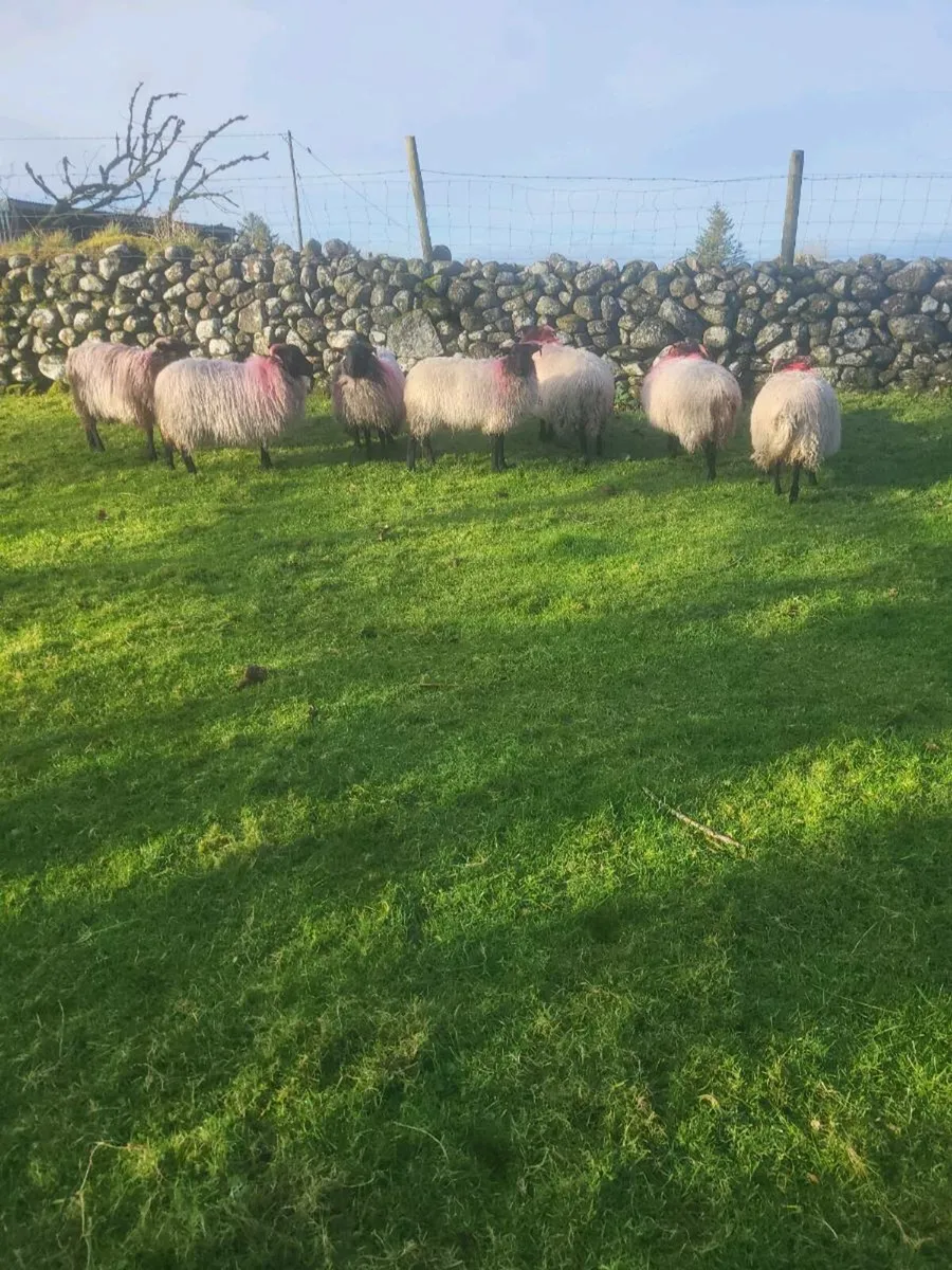 Mayo Mountain Ewe Lambs - Image 3