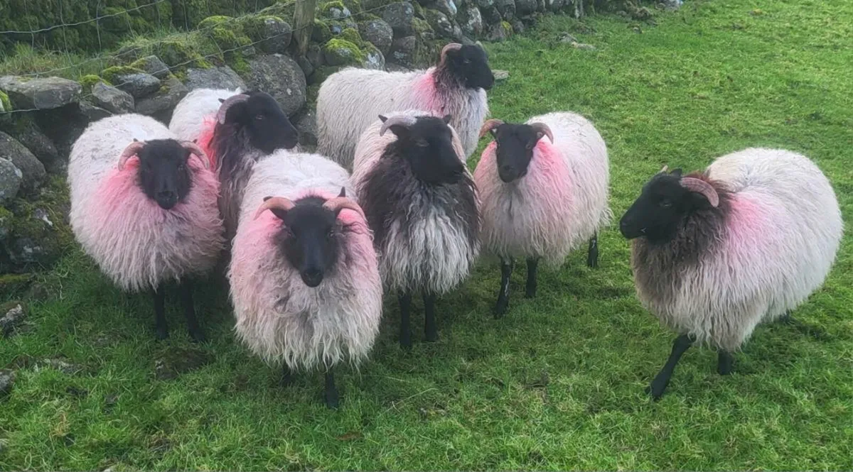Mayo Mountain Ewe Lambs - Image 4