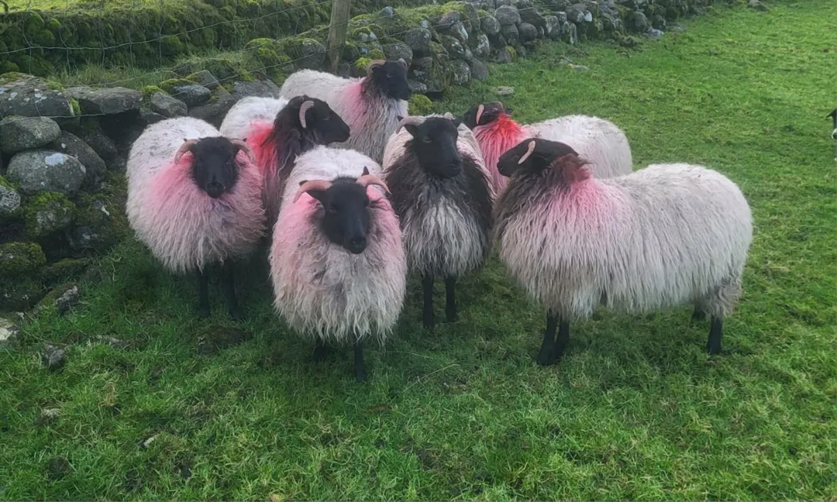 Mayo Mountain Ewe Lambs - Image 1