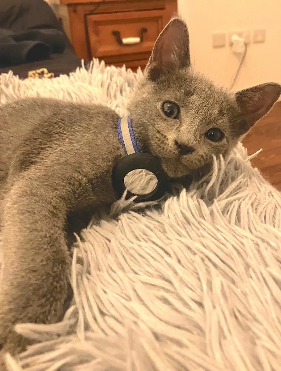 ✨ Russian Blue kittens  – 🐾  Boys Ready now - Image 3
