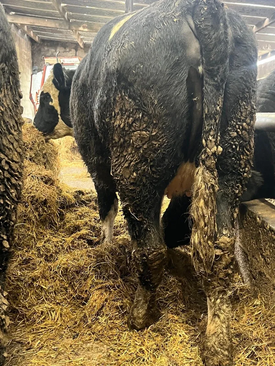 Incalf heifers - Image 2