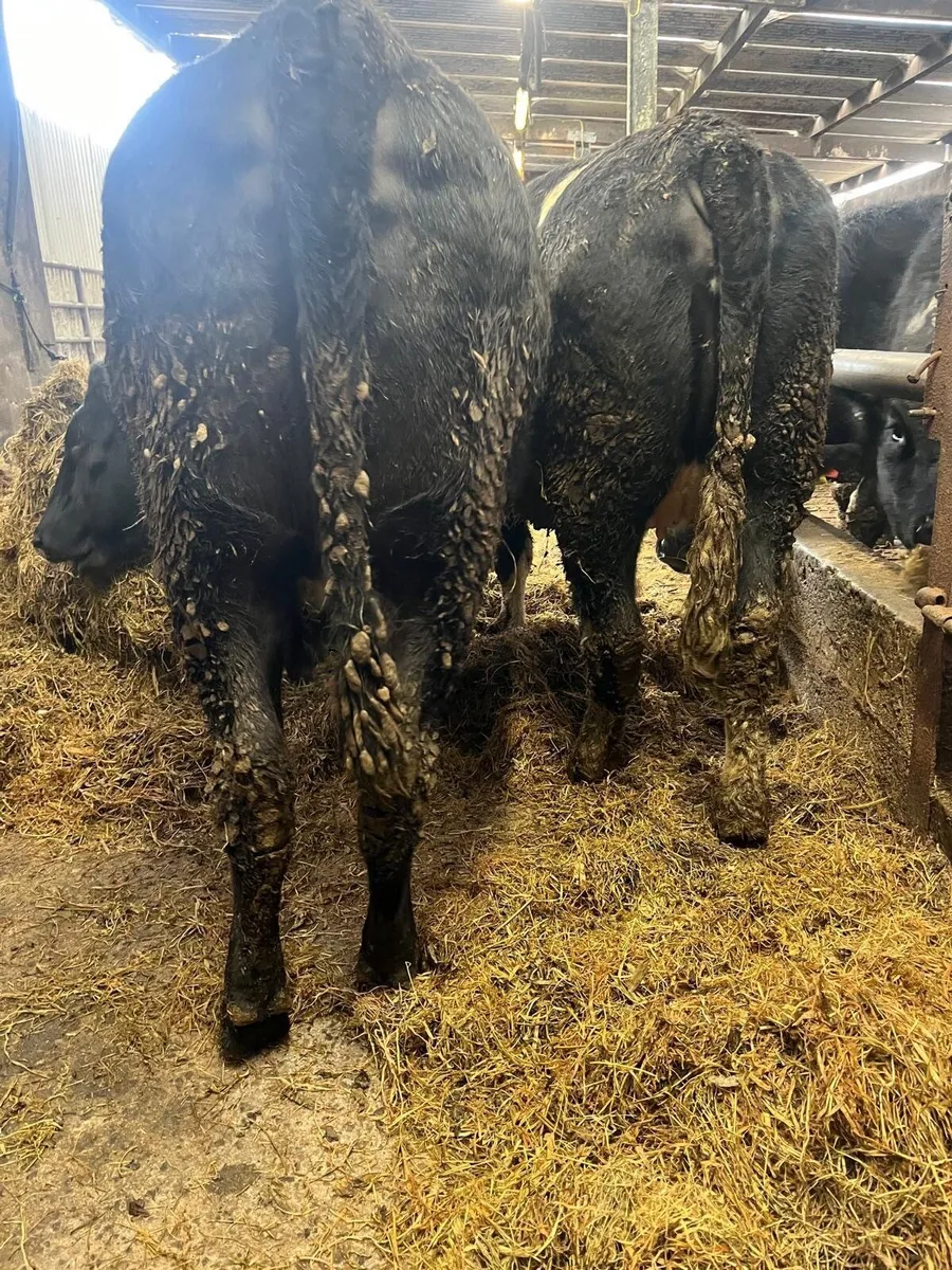 Incalf heifers - Image 3