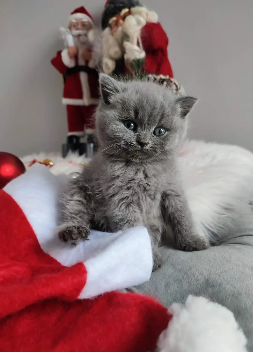 Amazing Purebred British and Scottish fold kittens - Image 4