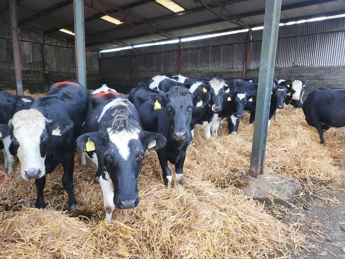 Incalf heifers - Image 1